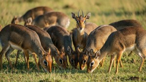 Herd of Dik-diks Grazing