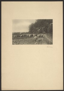 [Herd of sheep]