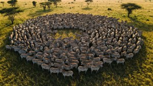 Herd Patterns from Above
