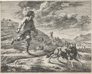 Herder achtervolgt een wolf