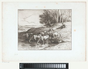 Herder met koeien bij een drinkplaats