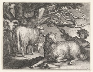 Herder met schapen