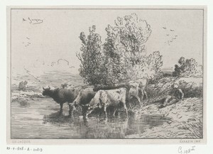 Herder naast drinkende kudde koeien