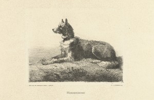 Herdershond