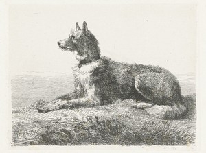 Herdershond
