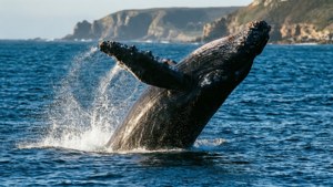 Hermanus Whale Breach