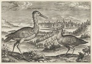 Heron and Snipe