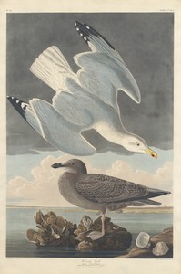 Herring Gull