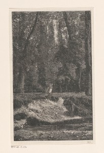 Hert bij de oever van een ven in het bos