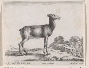 Hertje