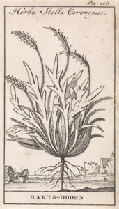 Hertshoorn