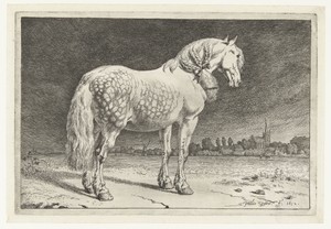 Het Friese paard