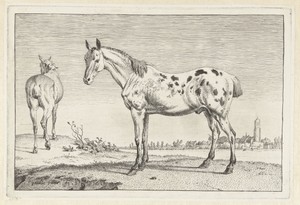 Het gecoupeerde paard