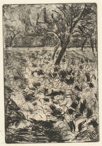 Het knollenveld