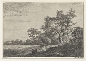 Het korenveld