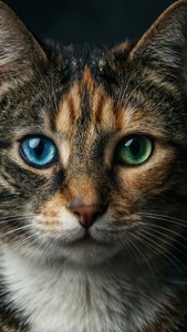 Heterochromia Cat Portrait