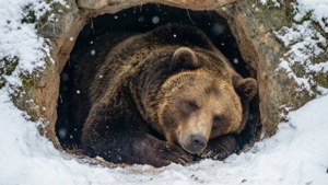 Hibernating Bear Den