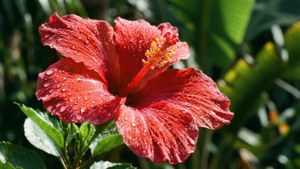 Hibiscus Dew Drop