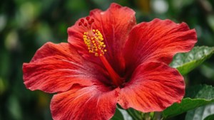 Hibiscus Flower