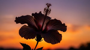 Hibiscus Sunset Silhouette