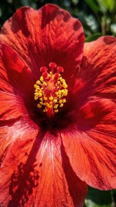 Hibiscus Tropical Red