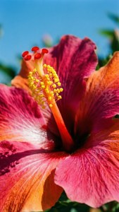 Hibiscus Yellow Stamen