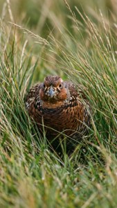 Hidden Grouse Grass