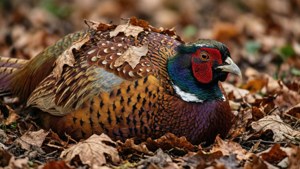 Hidden Hen