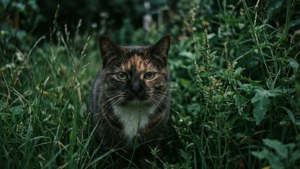 Hidden Watcher