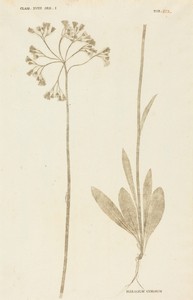 Hieracium Cymosum