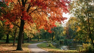 High Park Autumn Leaves