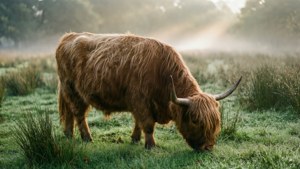 Highland Ox in Morning Meadow