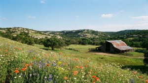 Hill Country Wildflowers
