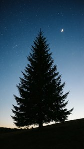 Hilltop Starry Night