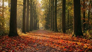 Hilversum Autumn Path