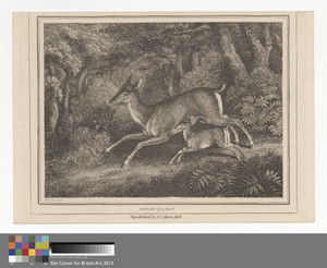 Hind and Calf