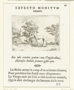 Hinde in een bos