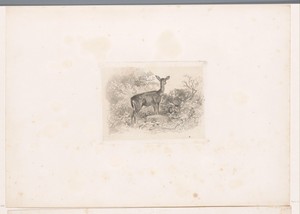 Hinde in het bos