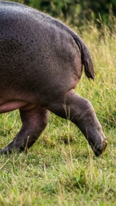 Hippo Walking Tall Grass