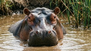 Hippo Waterhole Serengeti
