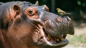 Hippo With Bird On Nose