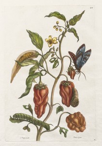 Art by Maria Sibylla Merian
