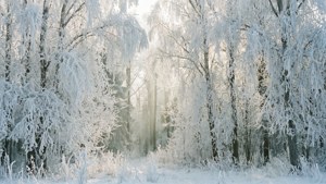Hoarfrost Forest