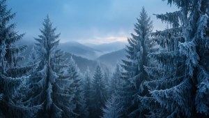 Hoarfrost Pine Forest