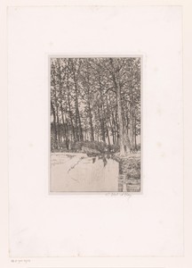 Hoge bomen aan het water