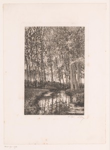 Hoge bomen aan het water