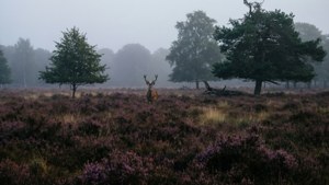 Hoge Veluwe Misty Heathland
