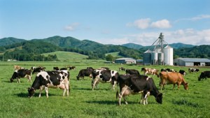Hokkaido Dairy Farm