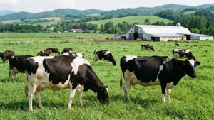 Hokkaido Dairy Farm