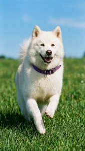 Hokkaido Dog Run